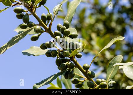 Daphne leaves and fruit. Daphne tree. Stock Photo