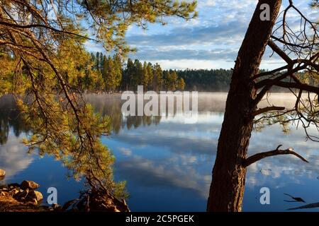 White Mountain Apache Reservation  AZ / SEPT Early morning in late summer at Hawley Lake. Conifer frames a scene looking toward a point . Stock Photo