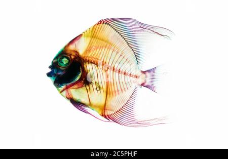Fossil prehistoric deep ocean fish skeleton isolated on the white background. Science and Earth life evolution researching concept image. Stock Photo