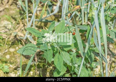 Leaves of agricultural weed Fat-Hen / Chenopodium album seen growing among stalks of wheat in arable field. Fat Hen edible and a 'foraged' food. Stock Photo