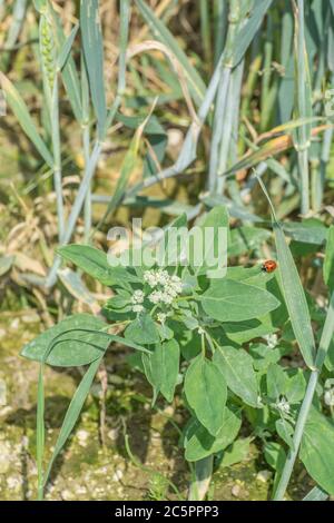 Leaves of agricultural weed Fat-Hen / Chenopodium album seen growing among stalks of wheat in arable field. Fat Hen edible and a 'foraged' food. Stock Photo