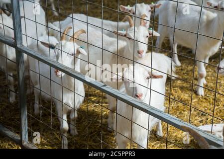 Goats on a goat farm behind bars. Farm livestock of goat milk dairy products Stock Photo