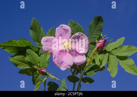 Rosehip flower against the blue sky on a sunny day. Summer background for texts. Birthday card, mother's day Stock Photo