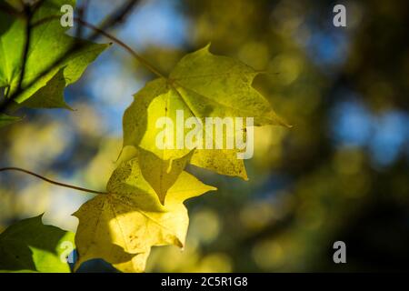Light shining through maple leaves Stock Photo