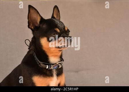 Chihuahua in a chair. dog pet tri-color black-brown-white. Dog is sitting on a beige armchair. Short fur, black chihuahua sunbathing on garden furnitu Stock Photo