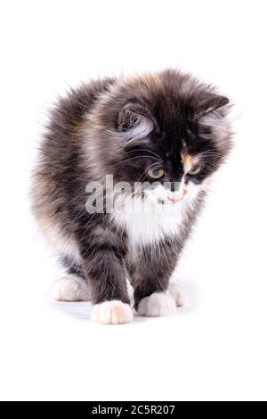 Little kitten plays on a white isolated background. Cute kitten. Stock Photo