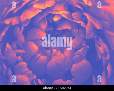 Toned photo of peony. Lilac pink tinted peony flower. Peony close-up. Stock Photo