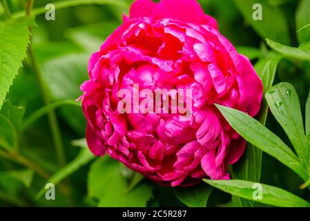 Peony close-up. Peony rose renaissance after rain close-up.  Red Spring Flower. Money flower of happiness. Selective focus on Peony Flower. Stock Photo