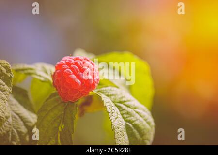 Photo of ripe raspberries branch. Raspberries branch garden. Raspberries in the sun. Red berry with green leaves in the sun. Stock Photo