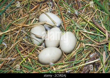 Eggs of Mute Swan, Cygnus olor, nest with five eggs, Brent Reservoir, Welsh Harp reservoir, London, United Kingdom Stock Photo
