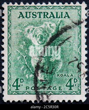 Australia 4d Koala Bear stamp - 1938 Stock Photo