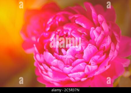 Toned peony macro photo. Spring sunny tinted peony flower. Red Spring Flower. Peony close-up. Peony close-up. Selective focus on Peony Flower. Stock Photo