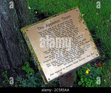 The Appleton Thorn, story of the bawning of the Thorn, Appleton Thorn, Warrington, Cheshire, England, UK, WA4 4QX Stock Photo