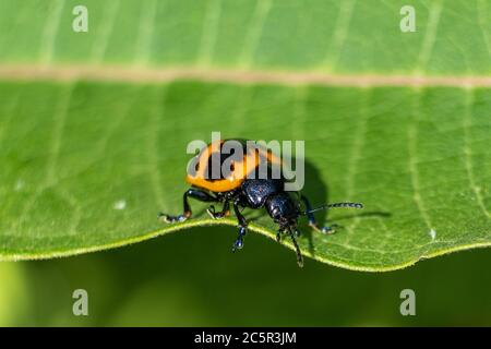 A swamp milkeweed leaf beetle skitters along the edge of a nice green leaf. Stock Photo