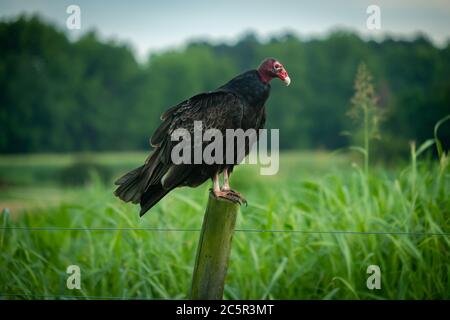 A turkey vulture perches on a post, patiently waiting its turn for some carrion. Stock Photo