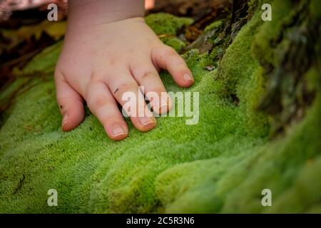 A child experiences new textures while out in the forest, touching what feels like the softest moss in the world. Stock Photo