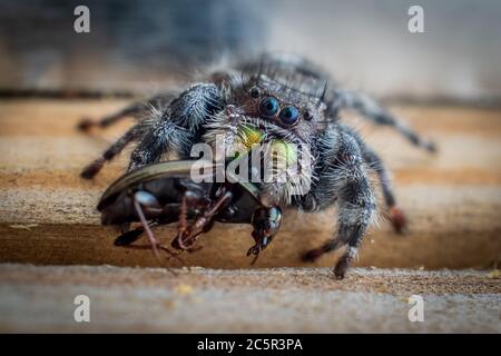 Macro of a bold jumping spider feasts on a beetle. Stock Photo