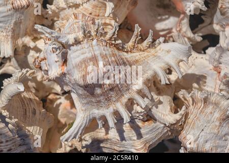 Background from exotic shells. Concept group of sea shells.Sea mollusks close-up. Seashells background. Top view close up of mollusk. Stock Photo