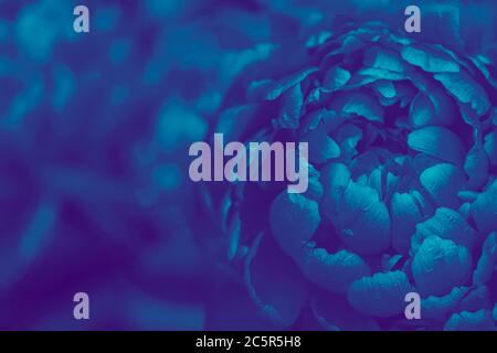 Money flower of happiness. Toned photo of peony. Peony leaves close-up. Lilac tinted peony flower. Selective focus on Peony Flower. Stock Photo
