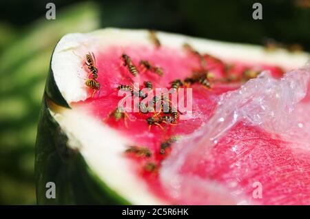 Wasps eating watermelon covered in plastic film Stock Photo
