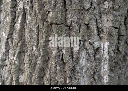 Texture of tree bark. Background of tree trunk. Concept of nature background for your text. Stock Photo