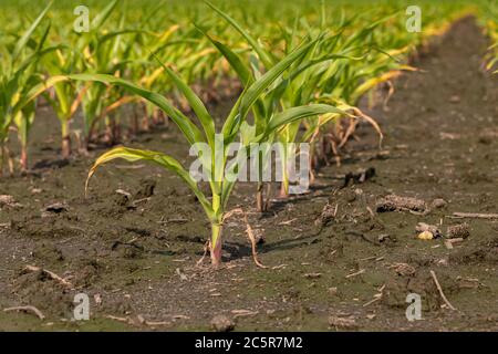 corn plants with yellow leaves and dying in flooded cornfield due to ...