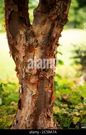 The trunk of a paperbark maple tree (Acer griseum), in the family Sapindaceae, native to central China. Stock Photo