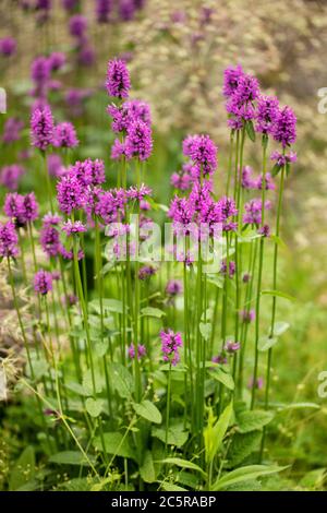 Betonica officinalis, known as common hedgenettle, betony, purple betony, wood betony, bishopwort, or bishop's wort, sometimes used as herbal medicine. Stock Photo