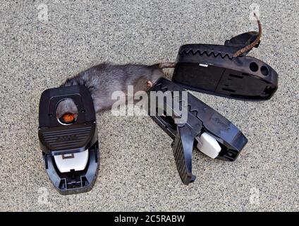 Mature Rat 'Rattus rattus', also called roof or ship rat, caught in traps, Coastal California. Stock Photo