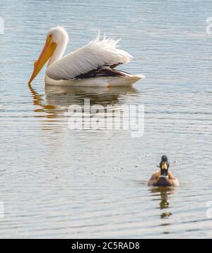majestic white pelican swimming in a lake with a small mallard duck in the foreground Stock Photo
