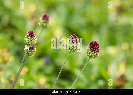 Sanguisorba officinalis, known as great burnet, in the family Rosaceae, subfamily Rosoideae. In traditional Chinese medicine it is known as di yu. Stock Photo
