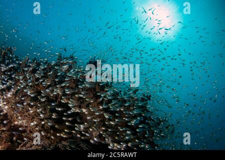 School of small fish with sun in background, Cape Kri dive site, Dampier Strait, Raja Ampat, Indonesia Stock Photo