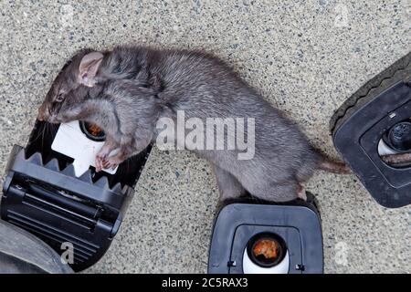 Mature Rat 'Rattus rattus', also called roof or ship rat, caught, open trap.  Coastal California. Stock Photo