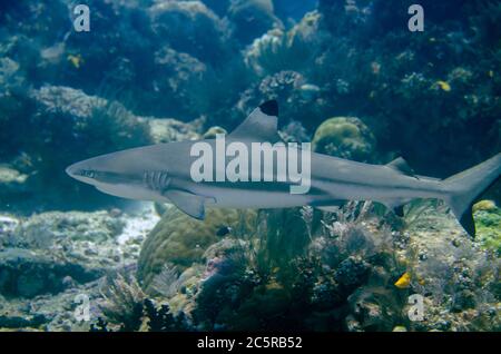 Blacktip Reef Shark, Carcharhinus melanopterus, Sardine Reef dive site, Dampier Strait, Raja Ampat, Indonesia Stock Photo