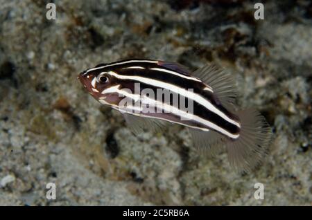 Six-lined Soapfish, Grammistes sexlineatus, night dive, Sakokreng Jetty dive site, Dampier Strait, Raja Ampat, Indonesia Stock Photo