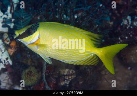 Masked Rabbitfish, Siganus puellus, Melissa's Garden dive site, Penemu Island, Dampier Strait, Raja Ampat, Indonesia Stock Photo