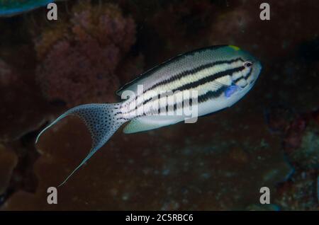 Male Blackstriped Angelfish, Genicanthus lamarck, Batu Rufos dive site, Penemu Island, Dampier Strait, Raja Ampat, Indonesia Stock Photo