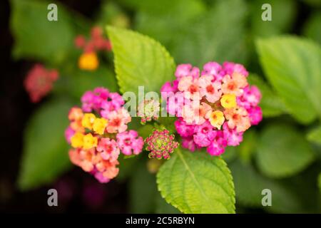 Lantana camara, or common lantana, in variety Bandana Cherry, a tropical flower in the Verbenaceae family. Stock Photo