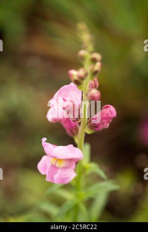 A pink common snapdragon (Antirrhinum majus) blooming in a summer garden. Snapdragons are in the family Plantaginaceae and native to the Mediterranean. Stock Photo