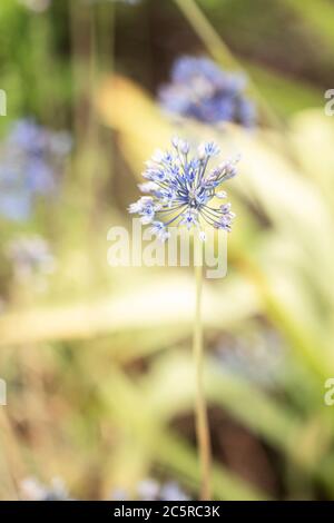 Allium caeruleum, or blue ornamental onion, blooming in a summer garden. Also known as blue globe onion, blue of the heavens, or blue flowered garlic. Stock Photo