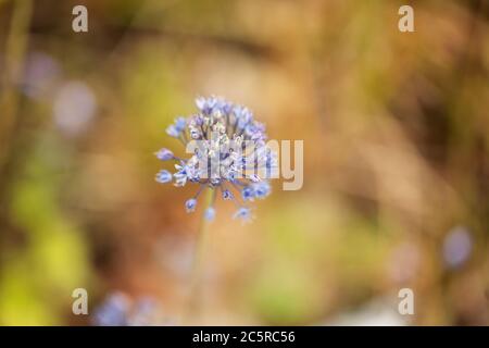 Allium caeruleum, or blue ornamental onion, blooming in a summer garden. Also known as blue globe onion, blue of the heavens, or blue flowered garlic. Stock Photo