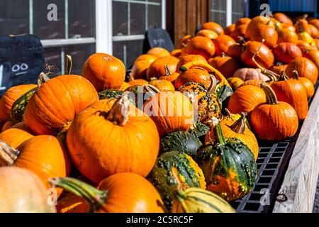 Closeup of orange yellow and green decorative carving pumpkin squash on display table with sign price on display in farm in autumn outside Stock Photo