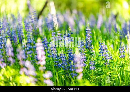 Group of blue lupine flowers in forest meadow in Snowmass Village in Aspen, Colorado many colorful wildflowers with sunlight and blurry background Stock Photo