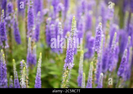 Spiked speedwell (Veronica spicata) in variety Royal Candles with blue flowers. A groundcover native to Eurasia and a member of family Plantaginaceae. Stock Photo