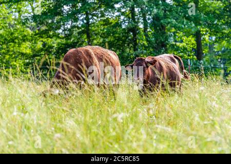 Two cows in green Tennessee farm field grazing on grass and many flies around and trees background shallow depth of field foreground Stock Photo