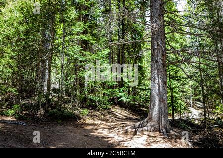 Santa Fe National Forest Sangre de Cristo mountains in New Mexico with trail footath in summer forest woods of pine trees and sunlight Stock Photo