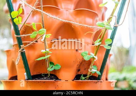 Closeup of green leaves seedling sprouts of sugar snap peas in orange garden vertical container tower with soil and stakes sticks poles for trellis in Stock Photo