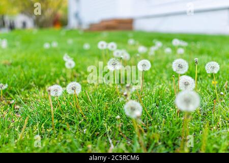 Low angle view of many white fluffy dandelion with seeds growing on front or back yard lawn grass by home house in spring Stock Photo