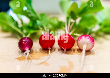 Closeup of four small local heirloom colorful purple, white pink and red radishes homegrown from garden on wooden cutting board macro with green leave Stock Photo