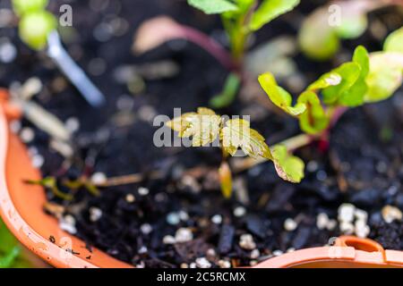 Closeup of green red small tiny maple tree sprout in orange garden container surface with soil macro showing detail and texture in spring Stock Photo